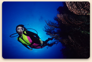 Scuba Diver Exploring a Coral Reef off the Island of Gran Roque, Los Roques, Venezuela