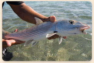 bonefish-los-roques-venezuela-islands-caribbean